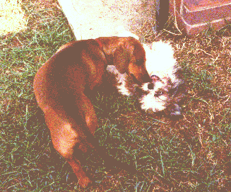Tiger and Mei Mei love to play together