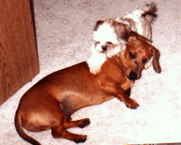 Brother, let's play