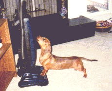 My war against vacuum cleaner